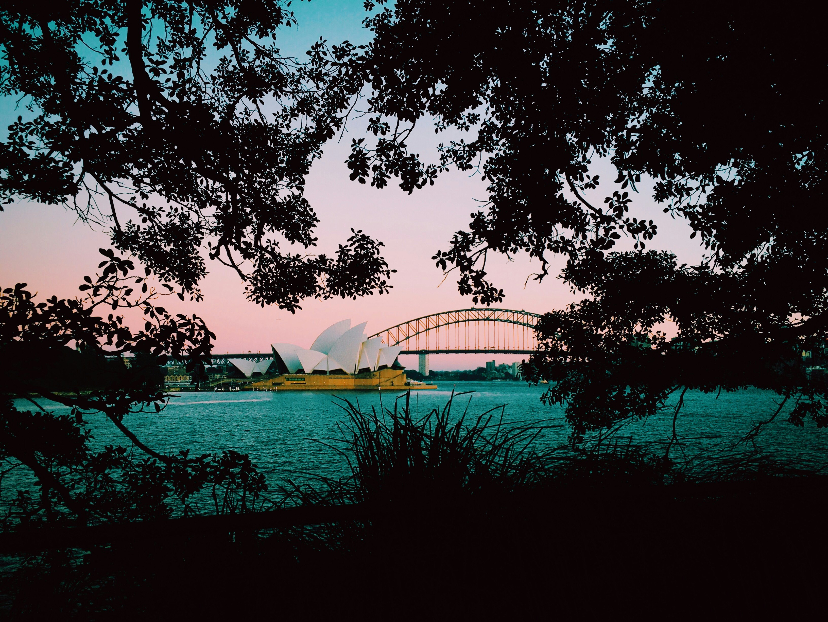 silhouette photo of trees with a view of Sydney Opera House